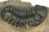 Phacopid (Morocops) Trilobite - Foum Zguid, Morocco #372431-1